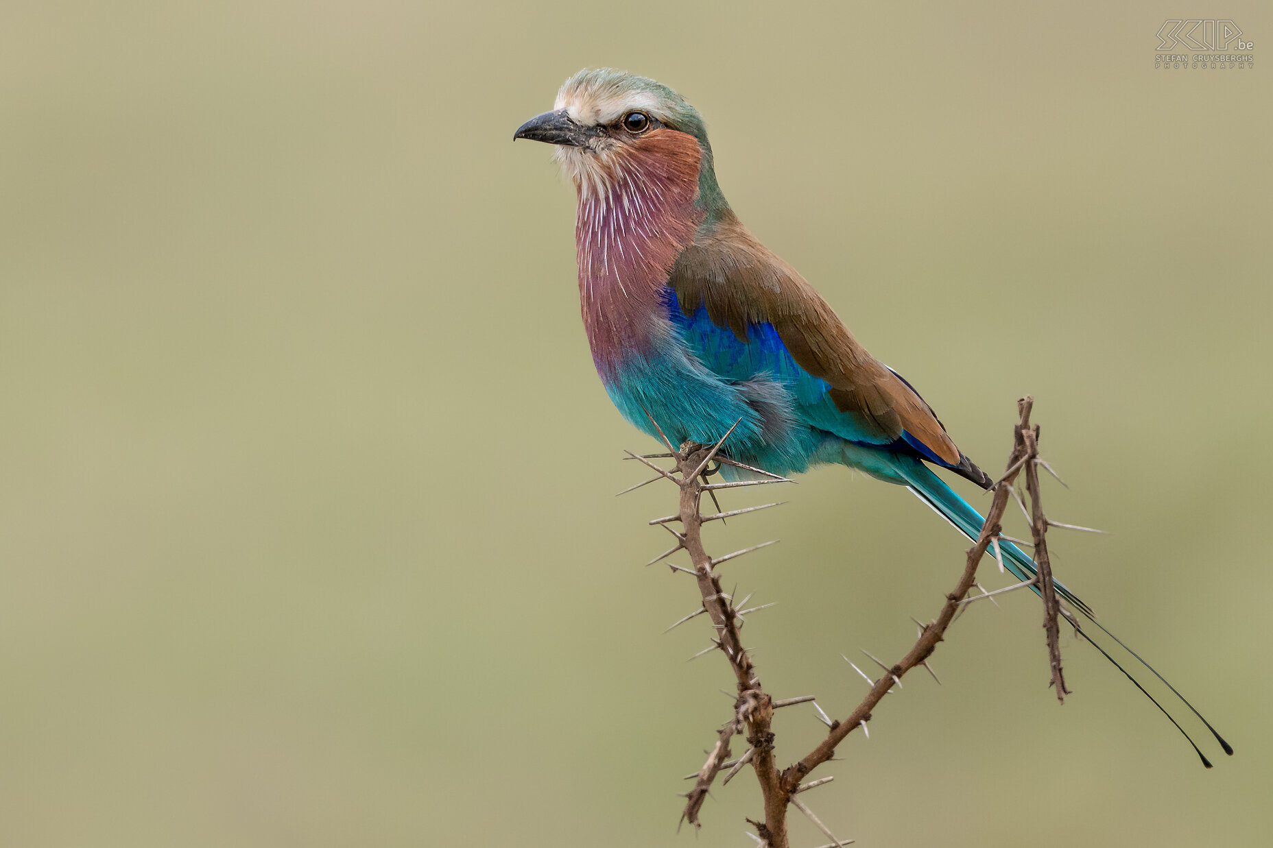 Nakuru NP - Vorkstaartscharrelaar De Vorkstaartscharrelaar (Lila-breasted roller, Coracias caudatus) is een veel voorkomende maar zeer mooie vogel die meestal kan gezien worden op de toppen van de bomen van waar het insecten, hagedissen, slakken, kleine vogels en knaagdieren op de grond kan spotten. Stefan Cruysberghs